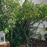 Garden Apartment