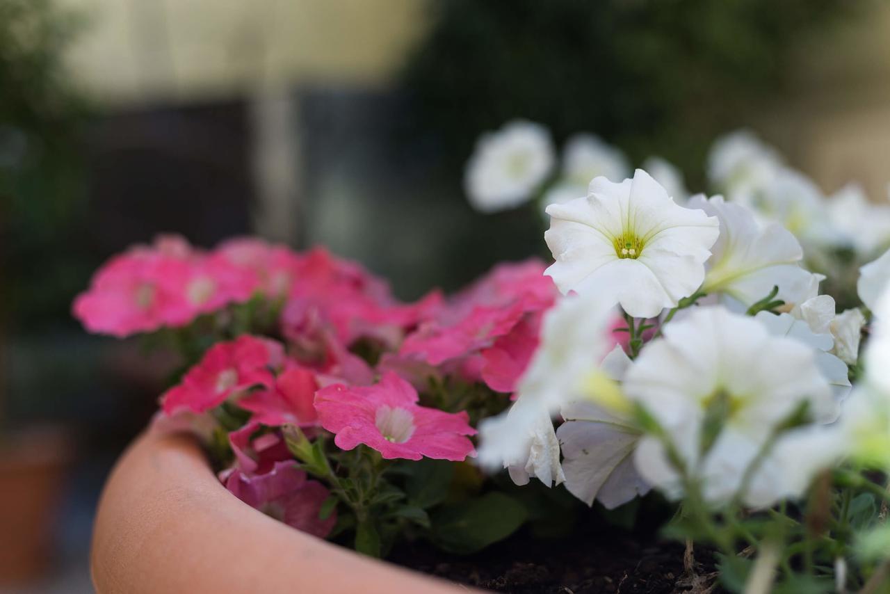 Guest house Florescente 3*