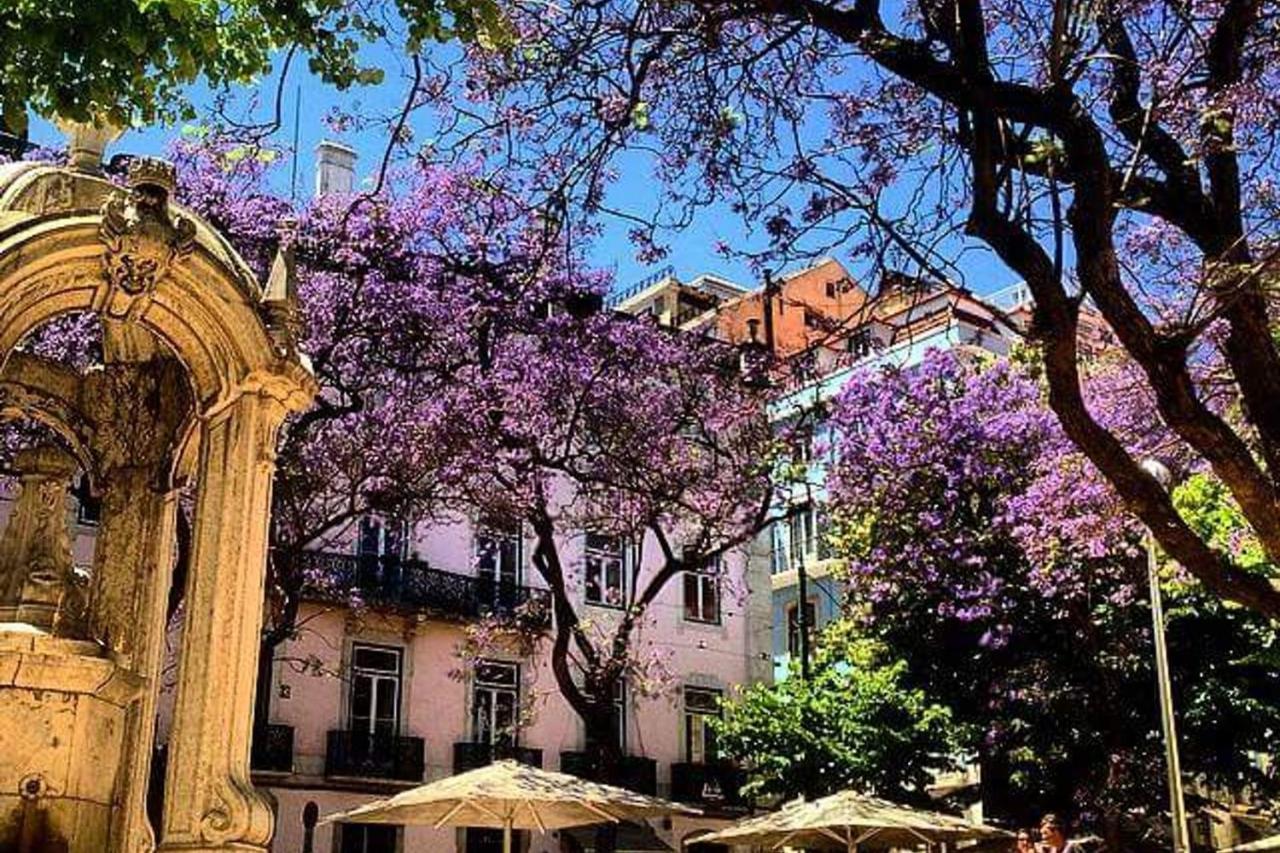 Amazing Camoes - Chiado, * Lisbon