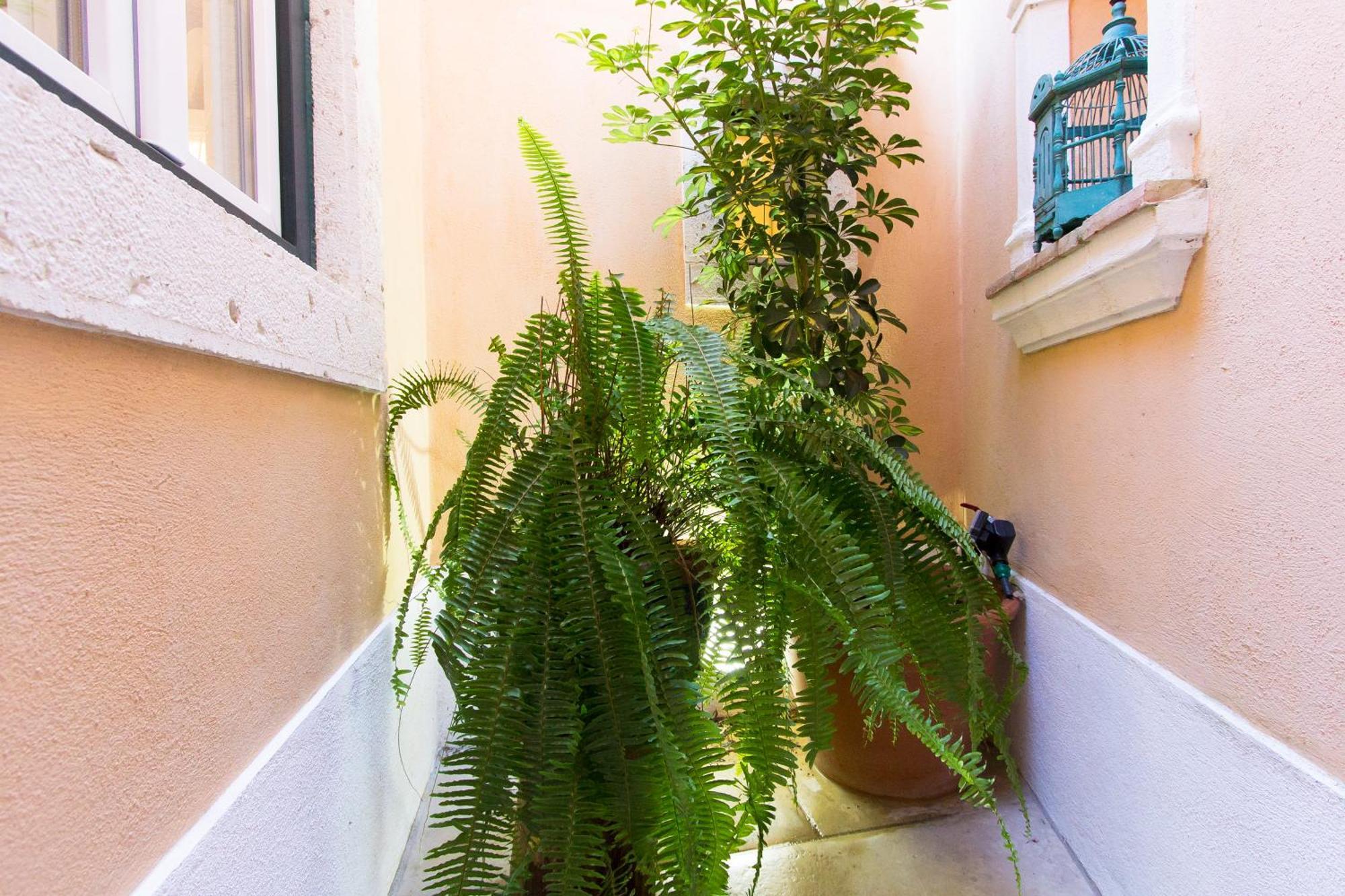 Domingues Lisbon