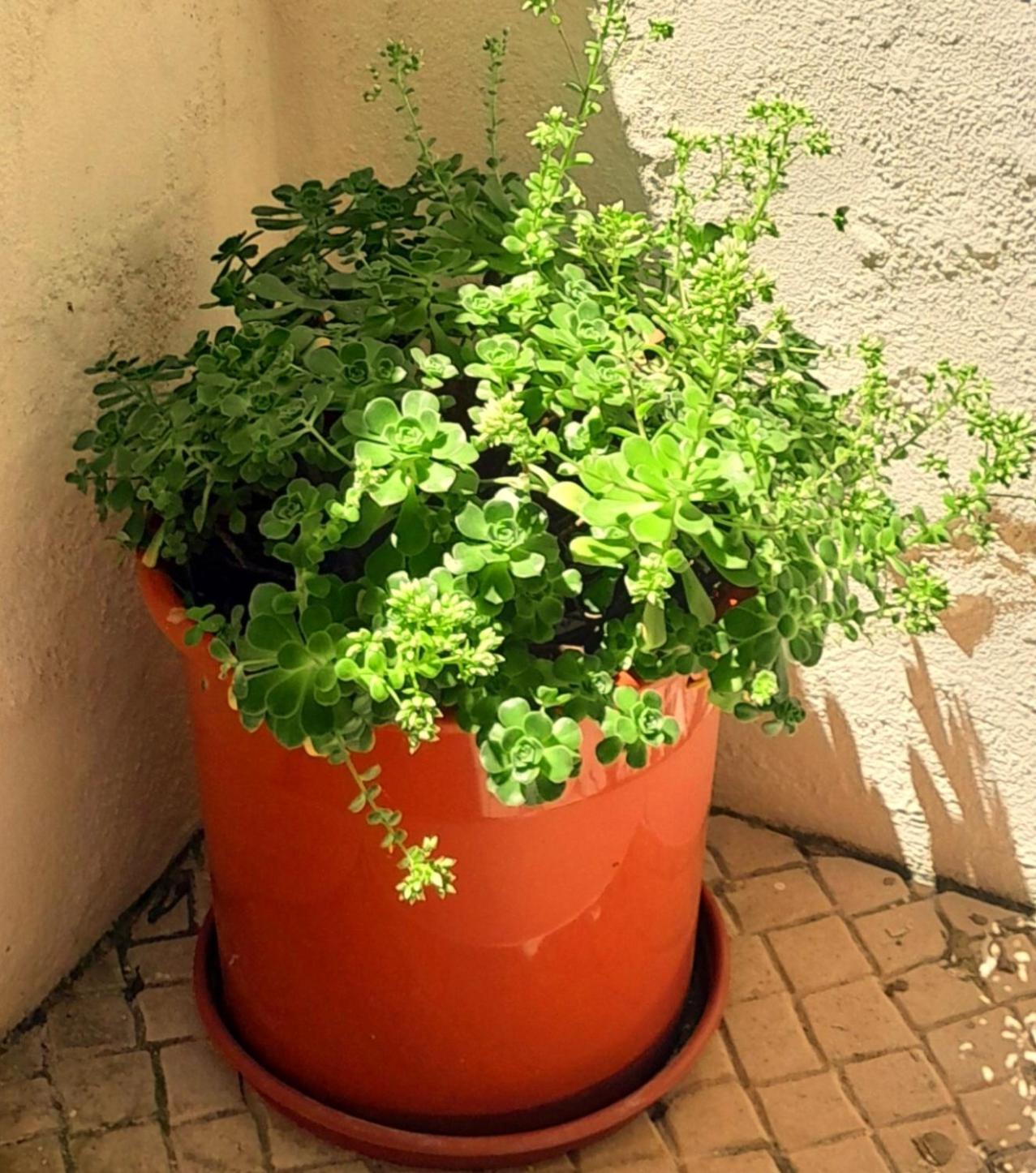 Charming Santos W/ Patio Apartamento