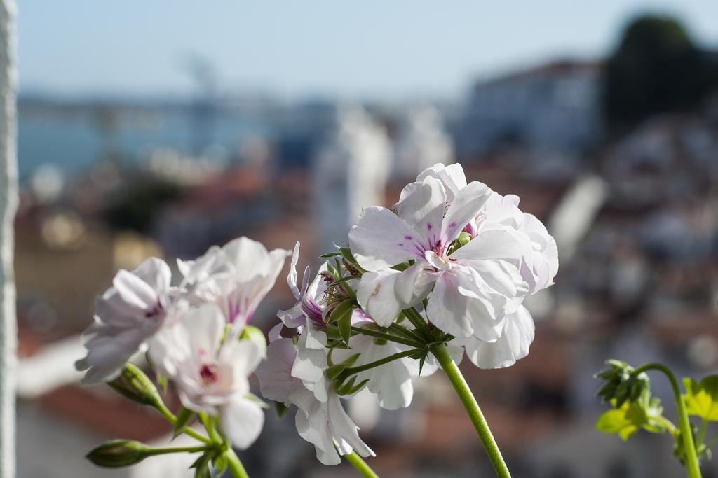Alfama - St Estevao Viewpoint | Cheese & Wine * Lisbon