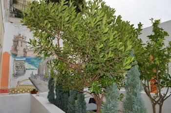 Terrace Lisboa