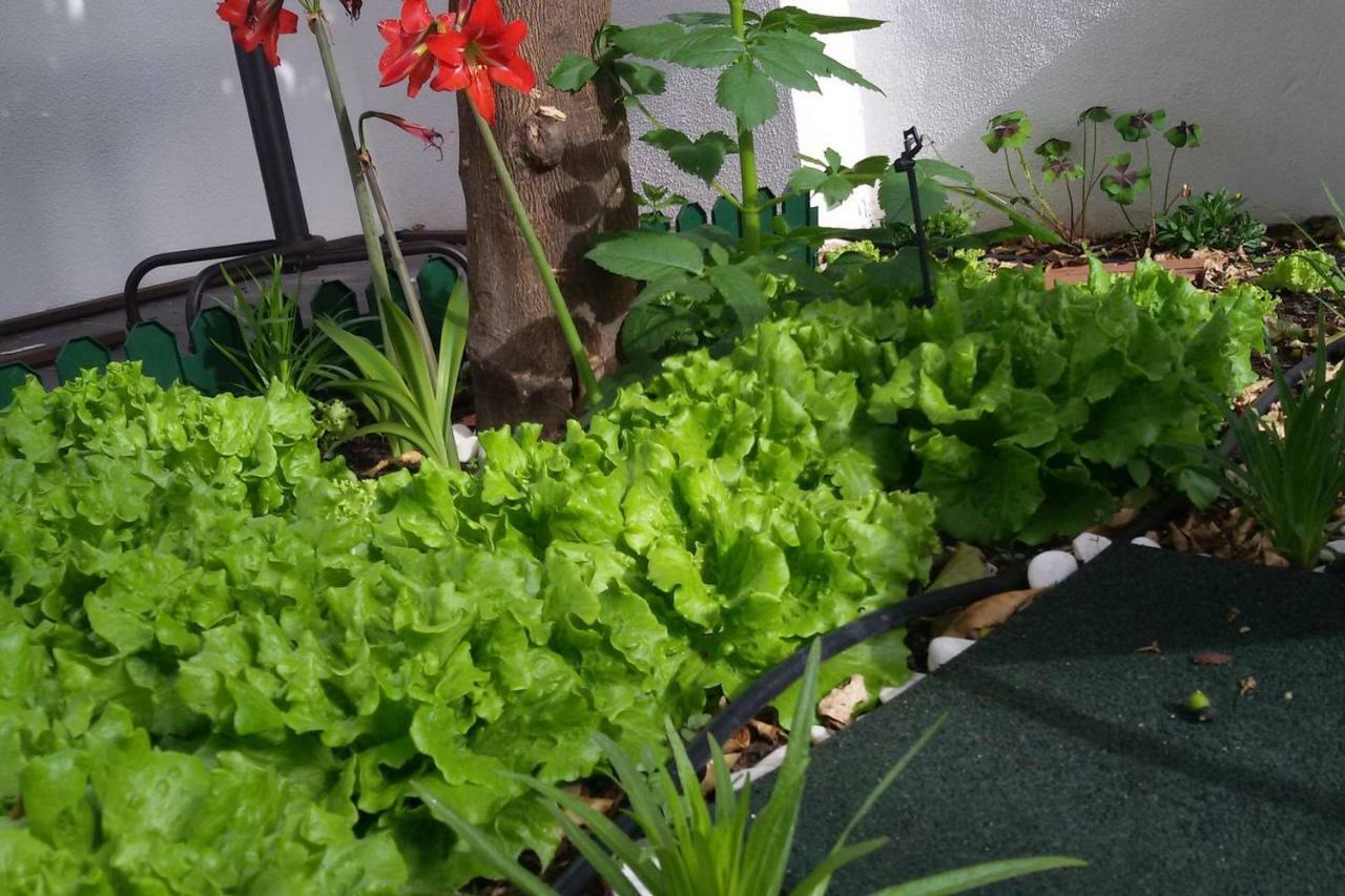 Sunny Orange Garden In