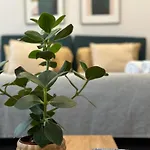 Quarto Com Varanda Centro De Lisboa