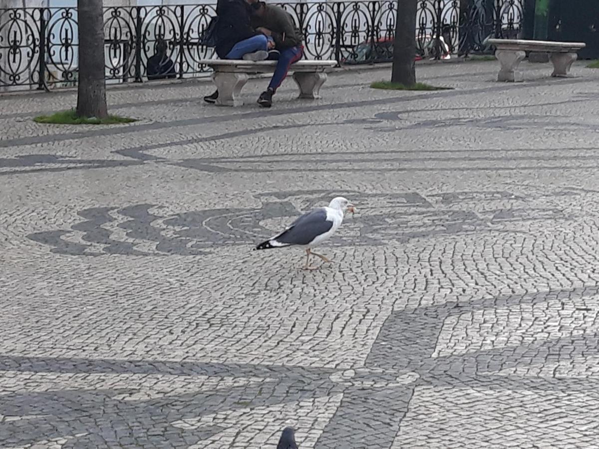 Ameli Lisbon